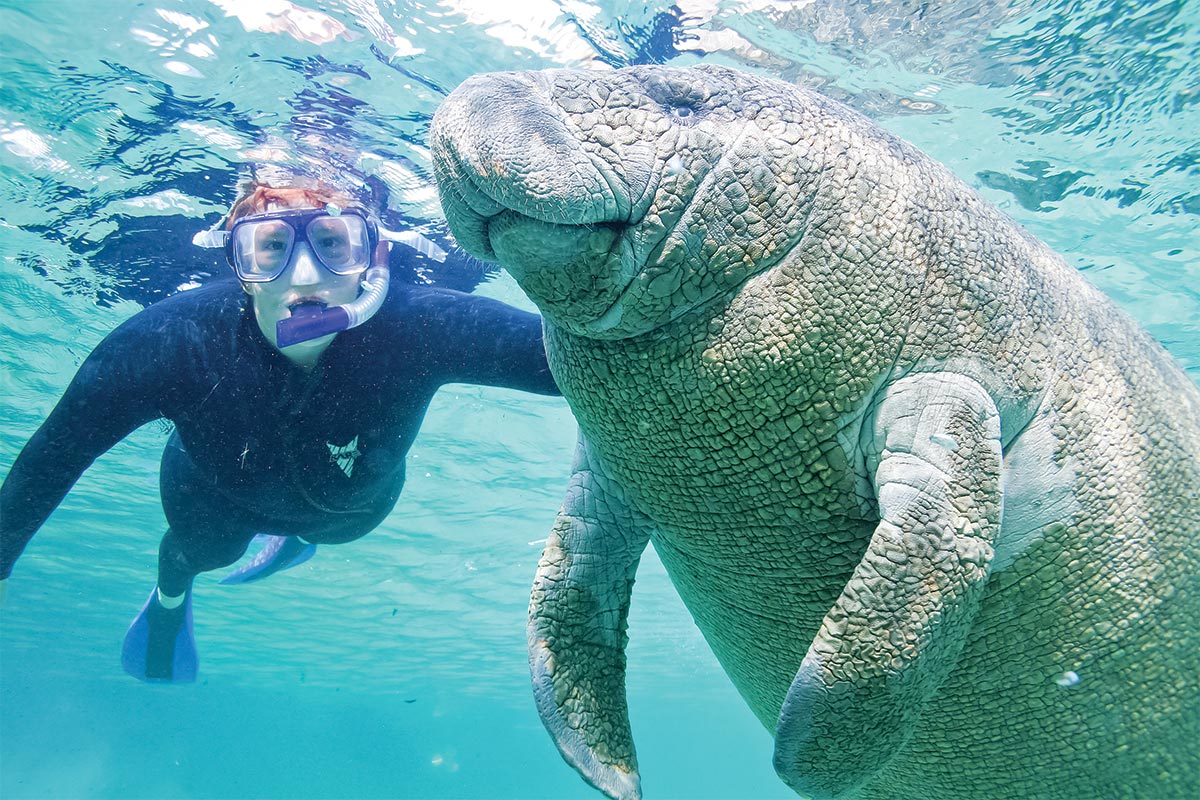 man swimming with manatee