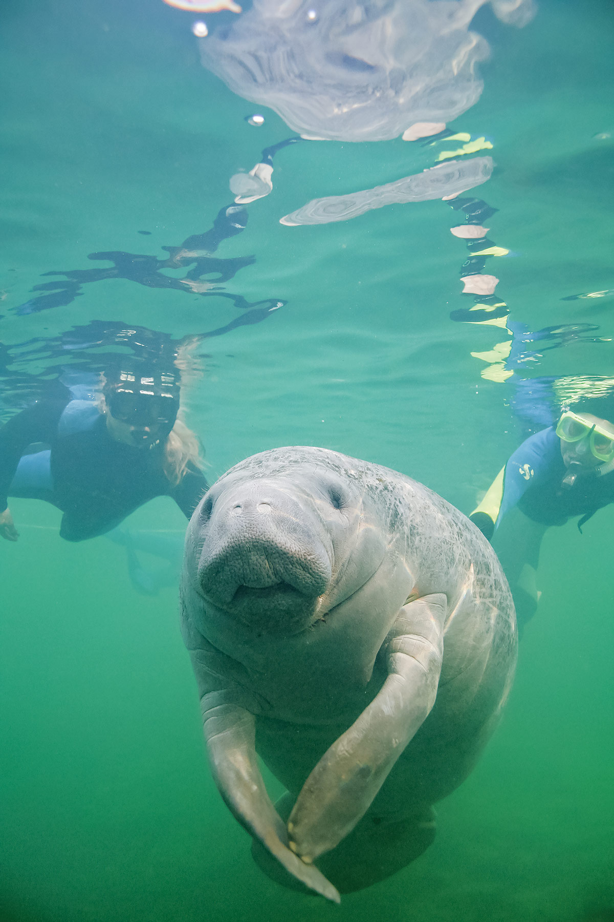 two snorkelers swimming with a manatee