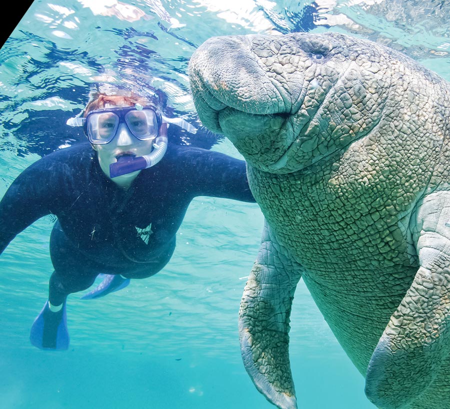 snorkeling with a manatee