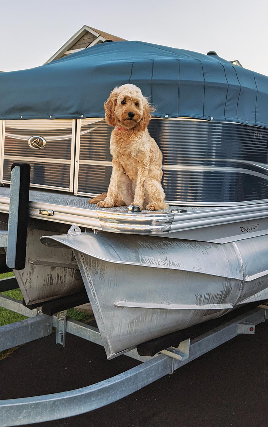 dog sitting on a boat