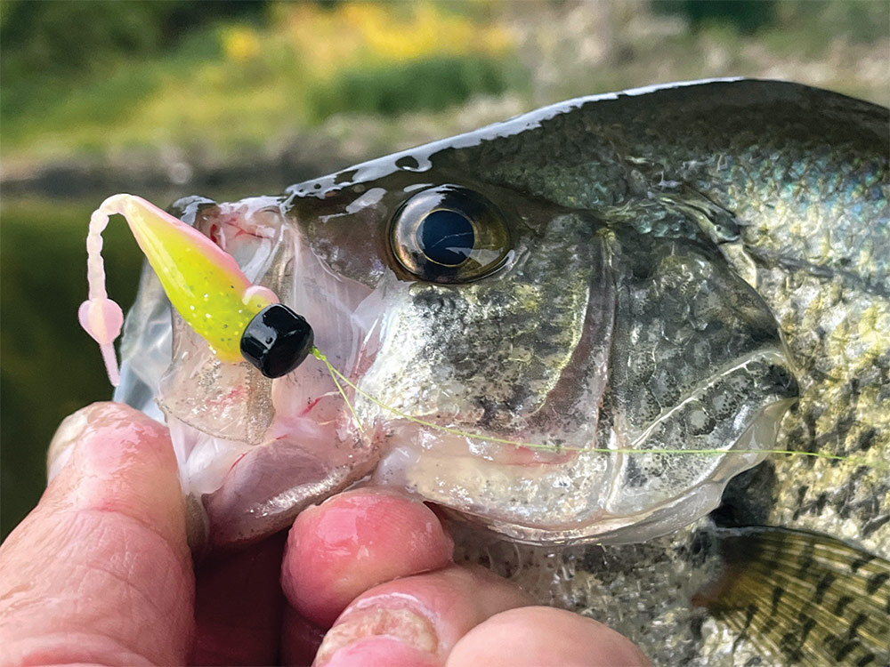 Caught slab crappie with lure still in mouth