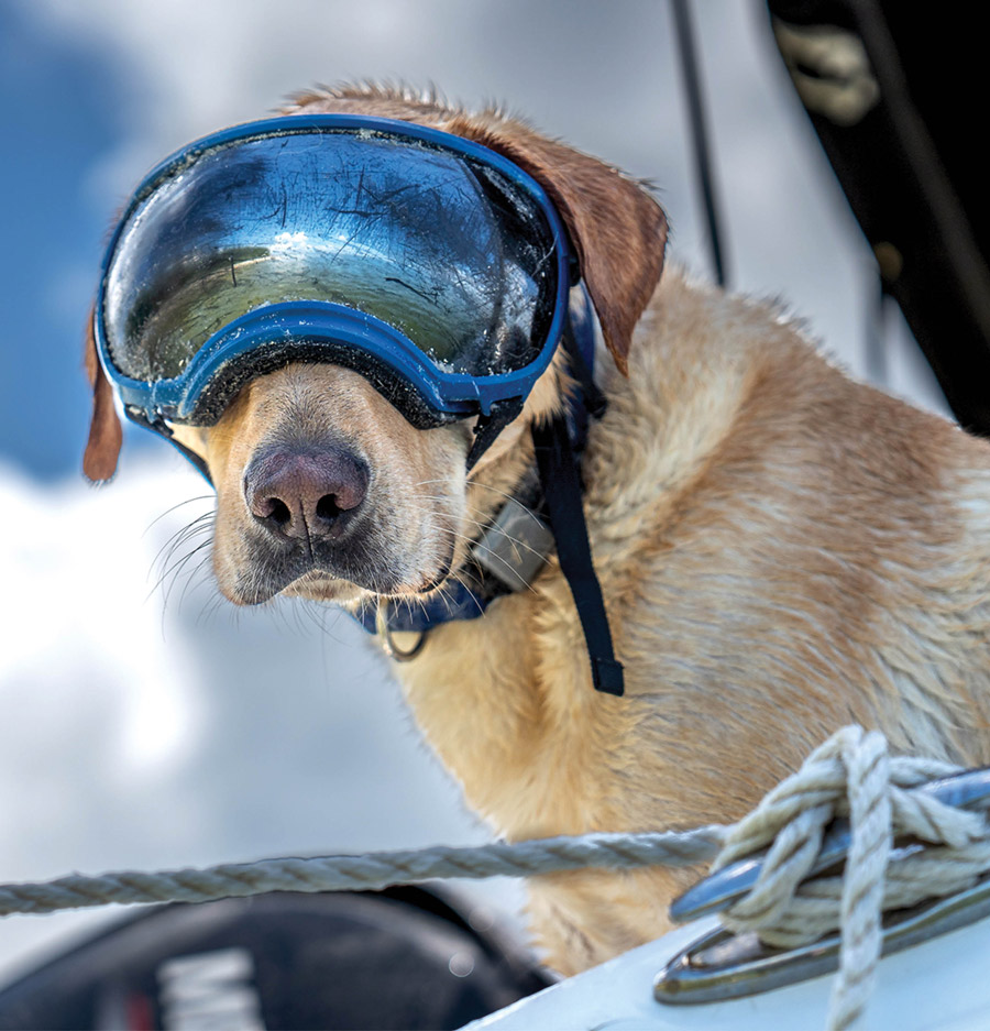 dog wearing ski googles