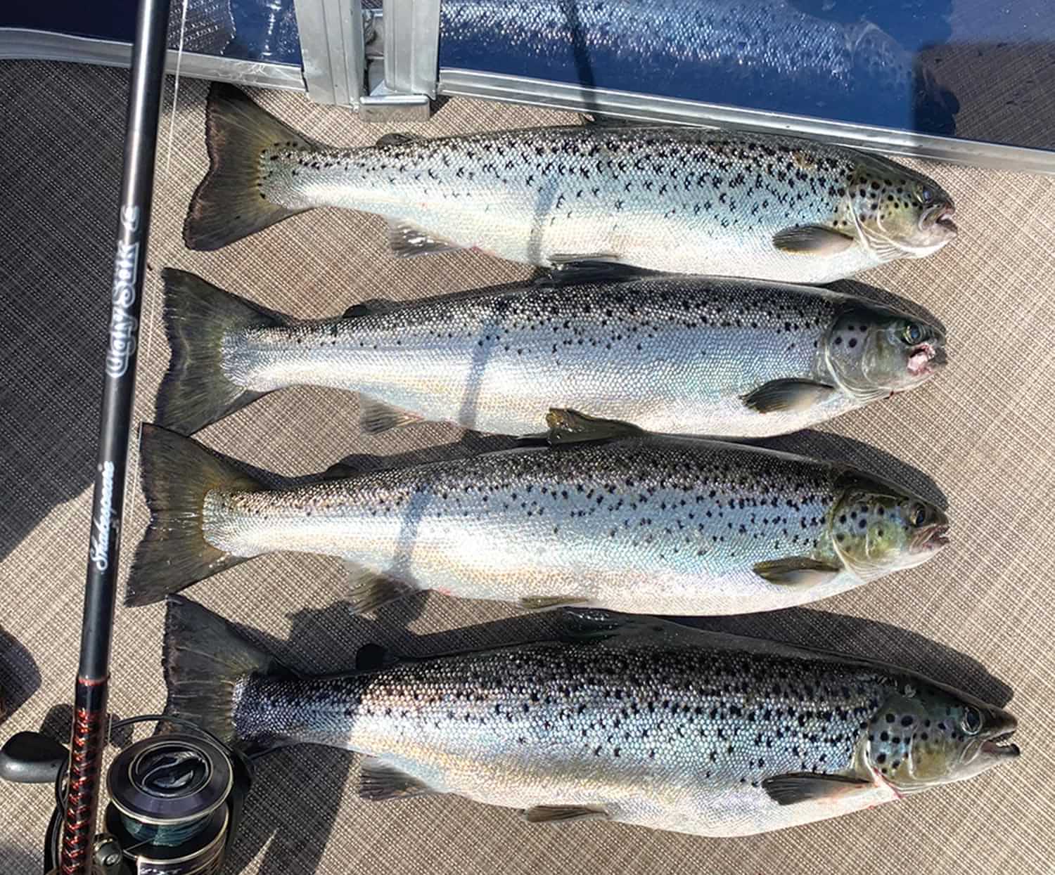 four large caught fish lined up on the floor of a pontoon