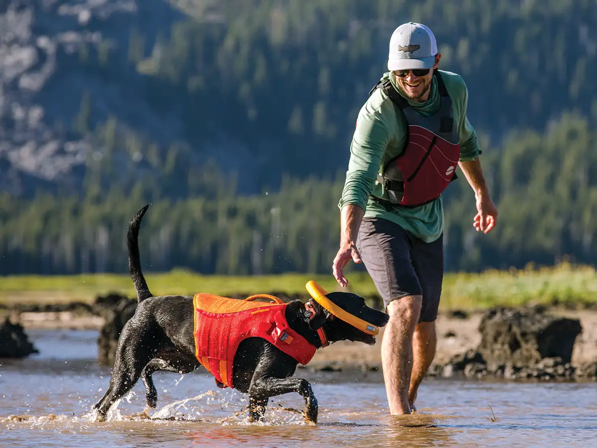 a man reaches for a toy in the mouth of a black lab wearing an orange Float Coat from Ruff Wear as the two play in shallow water