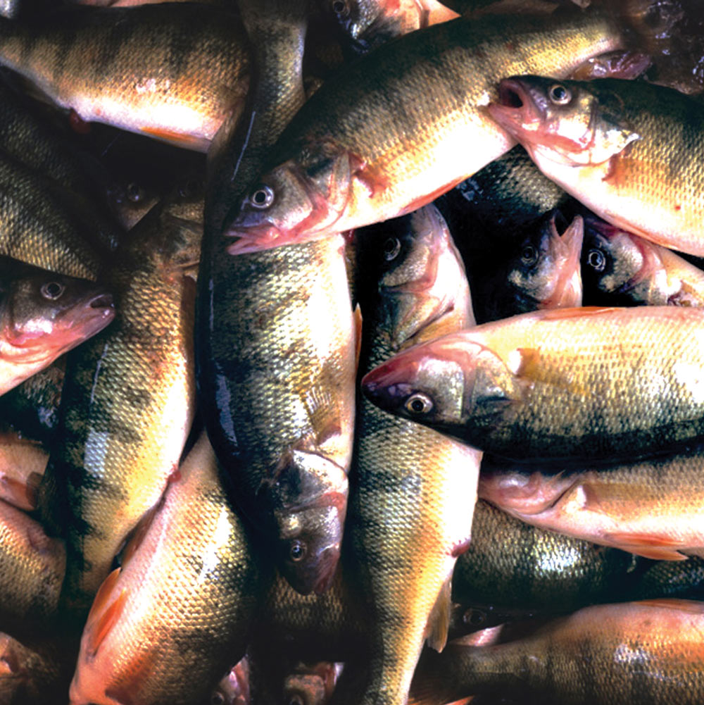 pile of yellow perch