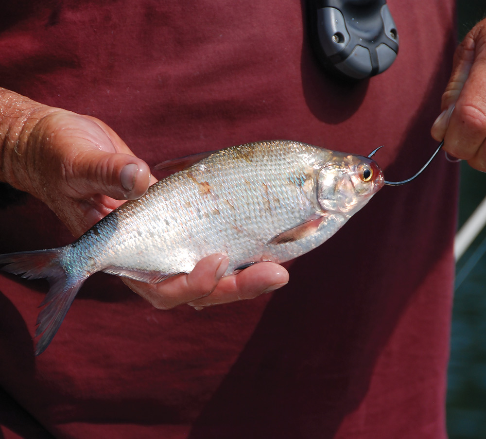 closeup of hand holding a hooked fish 