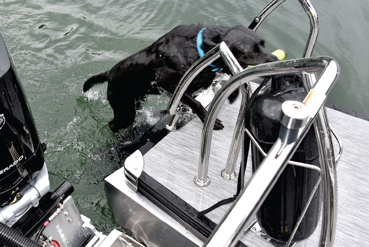 dog going up stairs on rear of pontoon with toy in mouth