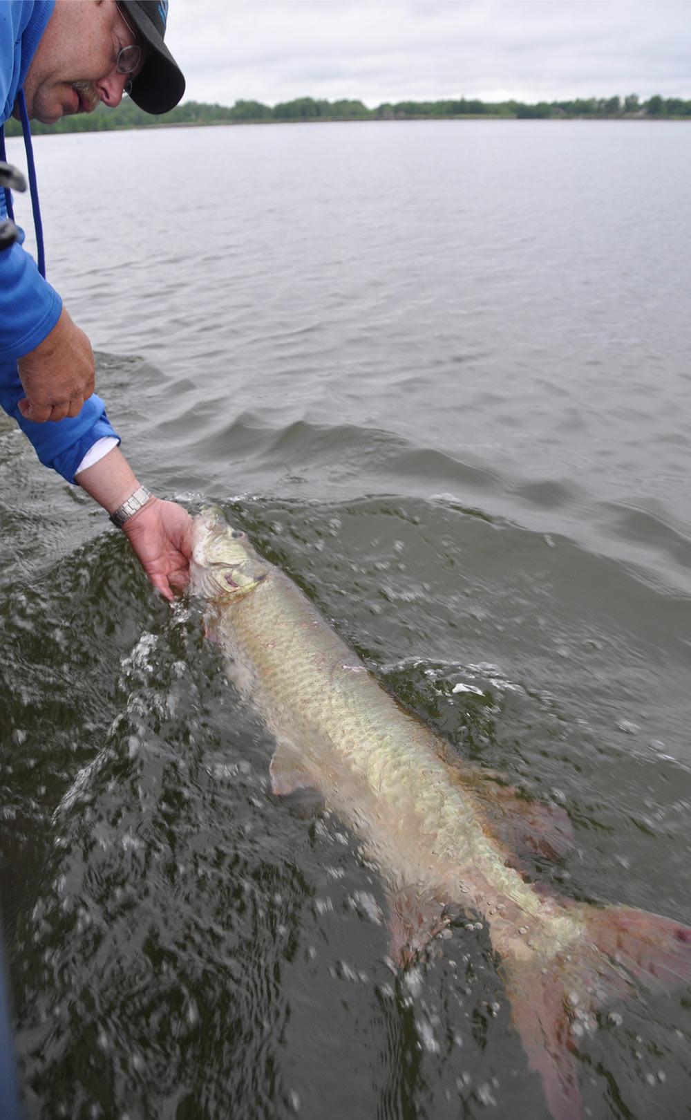 cropped view of a man leaning over the side of an unseen vessel and releasing a large fish by its mouth