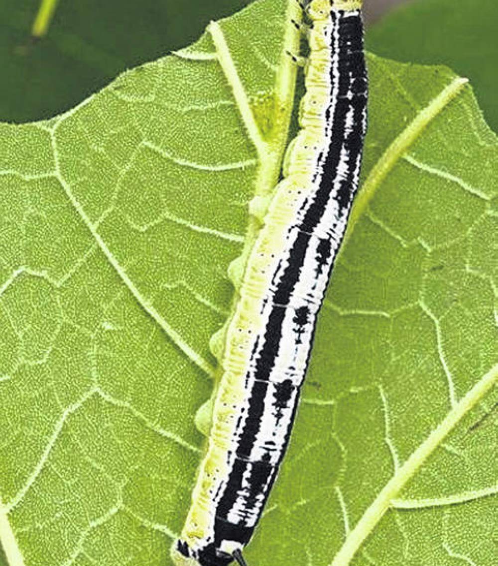 closeup of caterpillar on leaf 