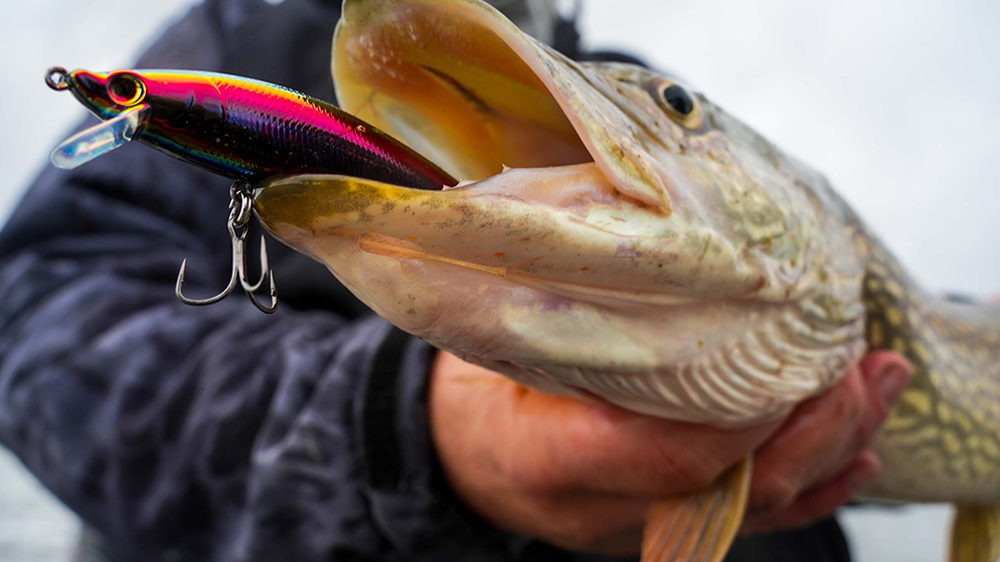 close up of the head of a caught fish, a bait hangs out of its mouth as its held in a hand