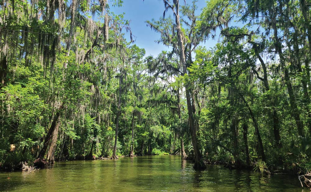 Swamp with tall trees draped in Spanish moss over a narrow waterway.