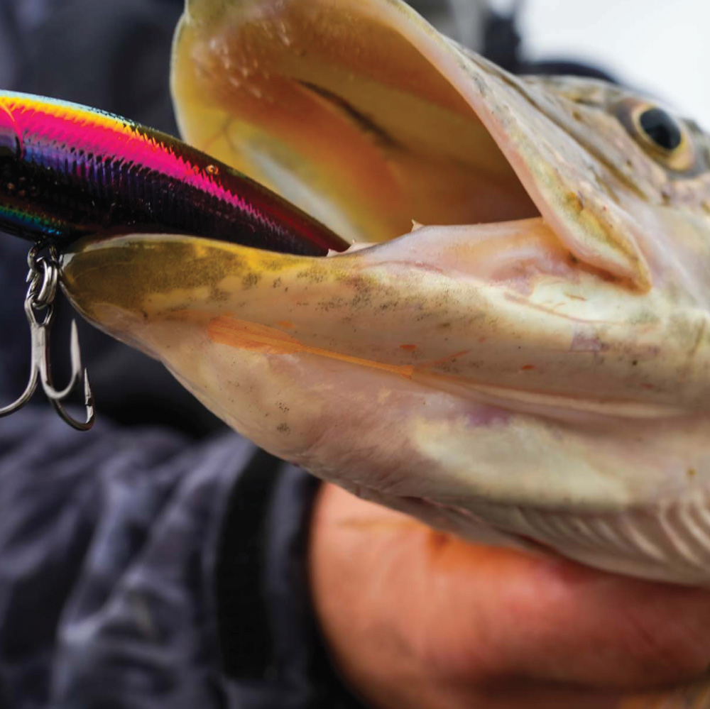 A close-up of a fish, likely a pike or muskie, with a brightly colored fishing lure hooked in its mouth.