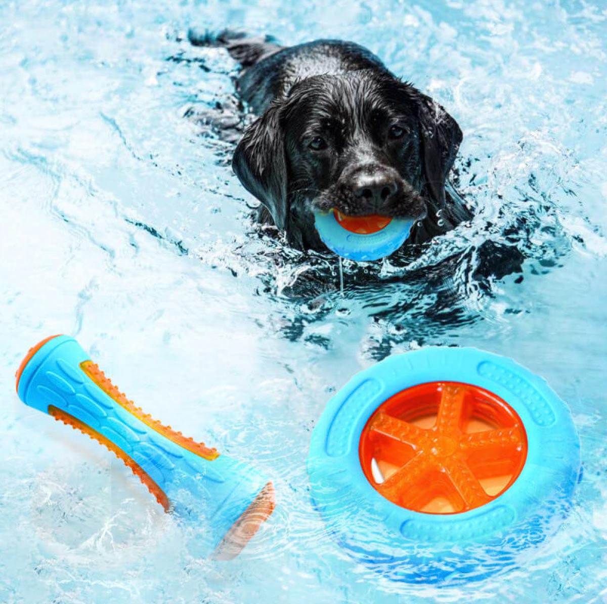 A black dog swims in clear blue water with a toy in its mouth, with a blue floating ring and fetch stick in the foreground.