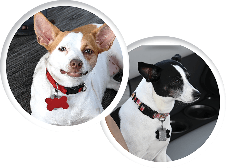 rescue dogs Bella and Polly
