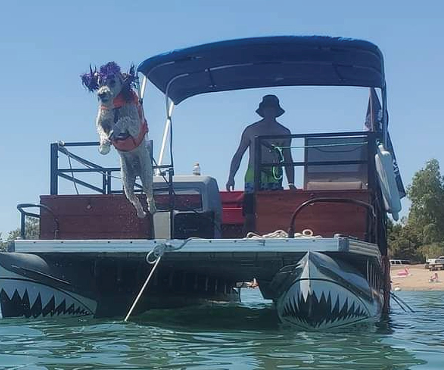 A dog in a life vest leaps from a shark-painted pontoon boat.