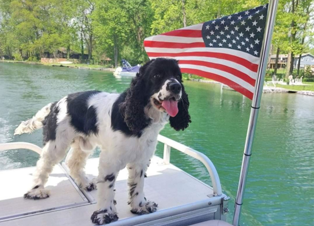 A black and white spaniel dog stands on the deck of a pontoon boat, panting with its tongue out. An American flag waves on a metal pole beside the dog against a backdrop of green water and trees.
