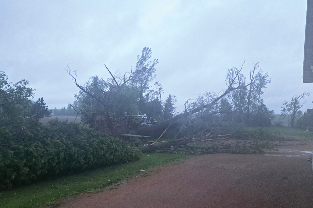 A large uprooted tree fallen across a yard following a heavy storm on a misty day.